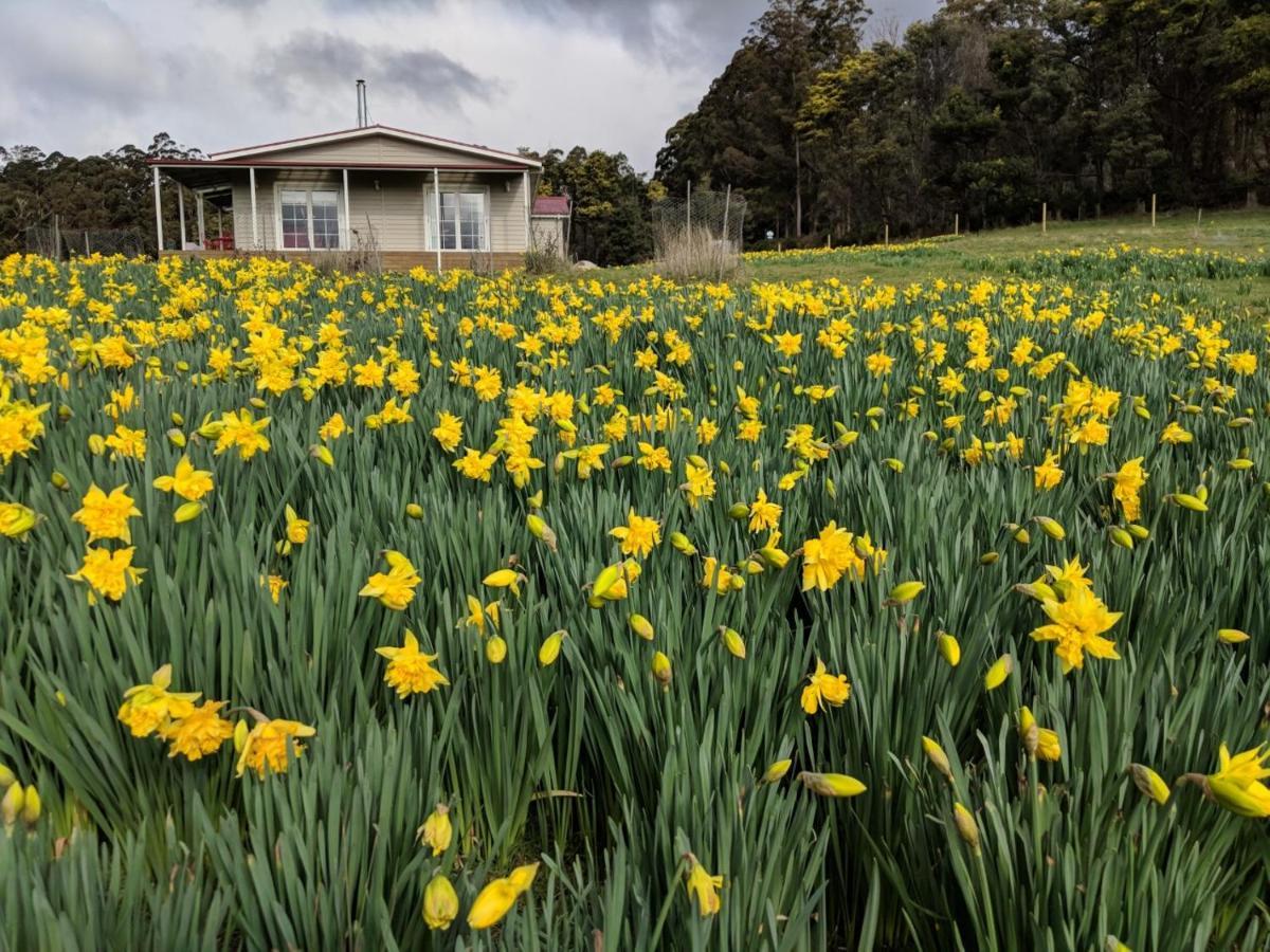 Mountain Blue Guest House Deloraine Exterior photo